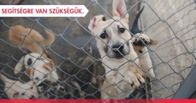 Kutyaszemmel – a menhelyekért 2019 Kutyaszemmel – a menhelyekért 2019