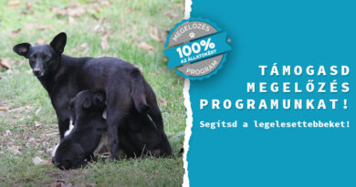 SEGÍTS MEGELŐZNI A BAJT! SEGÍTS MEGELŐZNI A BAJT!