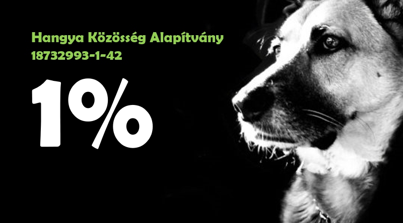 1% – Kóbor Állat megelőzés a fókuszban