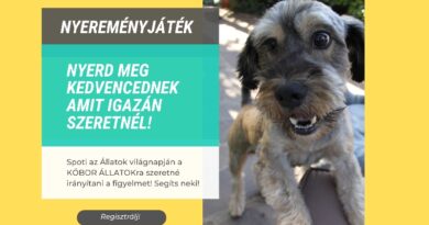 Nyereményjáték Spotival Nyereményjáték Spotival