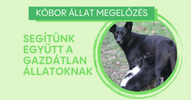 Segíts hatékonyan a kóbor állatoknak!