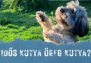 Örökbefogadható öregecskéink