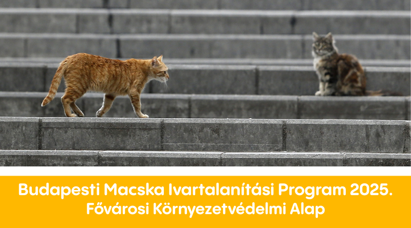 Budapesti Macska Ivartalanítási Program 2025.