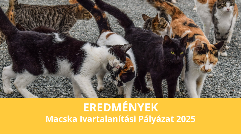 Eredmények – Macska Ivartalanítási Pályázat 2025
