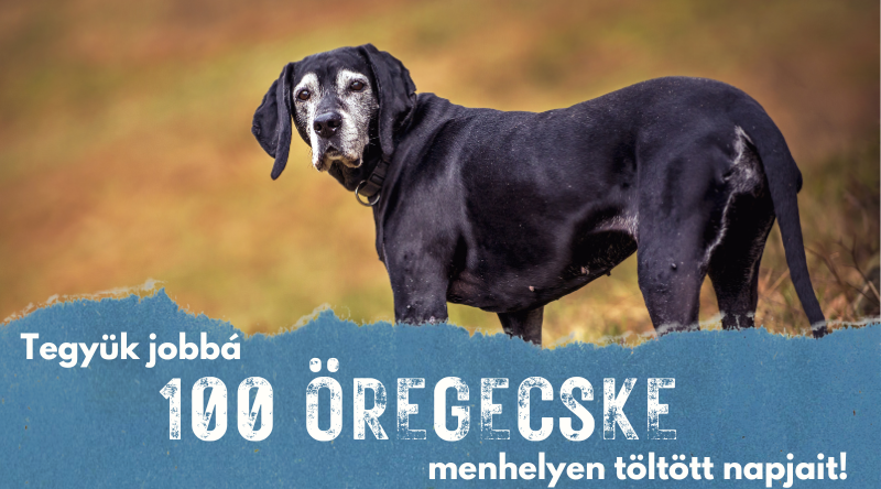100 Öregecske program – 2025