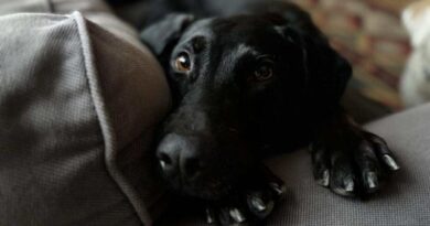 Keressünk gazdát Maxinak!