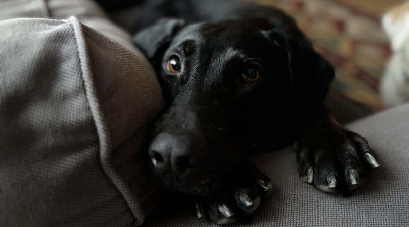 Keressünk gazdát Maxinak!